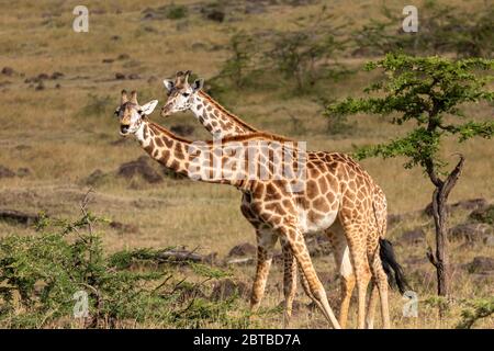 Masai Giraffe (Giraffa camelopardalis tippelskirchi) zwei Giraffen füttern auf dem Savannsh in Mara North Conservancy, Kenia Stockfoto