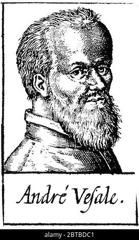 1543 Ca, BELGIEN: Der Flamische Anatom ANDREAS VESALIUS (* 1514; † 1564) alias ANDREA VESALIO alias Andreas van Wesel. Autor von de Humani Corporation Fabrica Libri Septem (auf dem Gewebe des menschlichen Körpers). Porträt des unbezifizierten Autors, XVIII Jahrhundert . - ANATOMIE - ANATOMIE - ANATOM - ANATOMISTA - Wissenschaftler - Porträt - Ritratto - DOTTORE - MEDICO - MEDICINA - Medizin - SCIENZA - WISSENSCHAFT - DOTTORE - MEDICIAN - Illustration - Gravur - Incision - Bart - Barba - BELGIO -- Archivio GBB Stockfoto