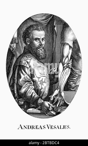 1542, BELGIEN: Der Flamische Anatom ANDREAS VESALIUS (* 1514; † 1564) alias ANDREA VESALIO alias Andreas van Wesel. Autor von de Humani Corporation Fabrica Libri Septem (auf dem Gewebe des menschlichen Körpers). Porträt Radierung, 28 Jahre nach Jan Wandelaar, XVIII Jahrhundert . - ANATOMIE - ANATOMIE - ANATOM - ANATOMISTA - Wissenschaftler - Porträt - Ritratto - DOTTORE - MEDICO - MEDICINA - Medizin - SCIENZA - WISSENSCHAFT - DOTTORE - MEDICIAN - Illustration - Gravur - Incision - Bart - Barba - BELGIO -- Archivio GBB Stockfoto