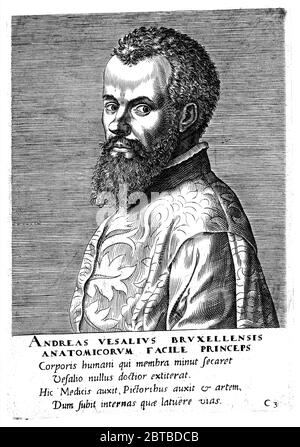 1543 Ca, BELGIEN: Der Flamische Anatom ANDREAS VESALIUS (* 1514; † 1564) alias ANDREA VESALIO alias Andreas van Wesel. Autor von de Humani Corporation Fabrica Libri Septem (auf dem Gewebe des menschlichen Körpers). Porträt des unbezifizierten Autors, XVII Jahrhundert . - ANATOMIE - ANATOMIE - ANATOM - ANATOMISTA - Wissenschaftler - Porträt - Ritratto - DOTTORE - MEDICO - MEDICINA - Medizin - SCIENZA - WISSENSCHAFT - DOTTORE - MEDICIAN - Illustration - Gravur - Incision - Bart - Barba - BELGIO -- Archivio GBB Stockfoto
