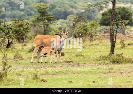 Eland (Tragelaphus oryx) Kalb, das auf der Savanne im Mara North Conservancy, Kenia, stillt Stockfoto