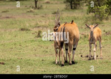 Eland-Kälber (Tragelaphus oryx) auf der Savanne im Mara North Conservancy, Kenia Stockfoto