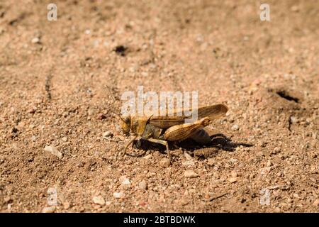 Eine sandige farbige Heuschrecke legt ihre Eier in den Sand auf Olchon Island, Baikalsee, Russland Stockfoto