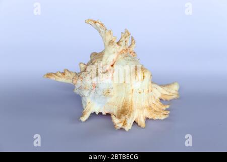 Ramose Murex Shell Vorderansicht auf neutralem Hintergrund Stockfoto