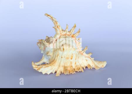Ramose Murex Shell Seitenansicht auf neutralem Hintergrund Stockfoto