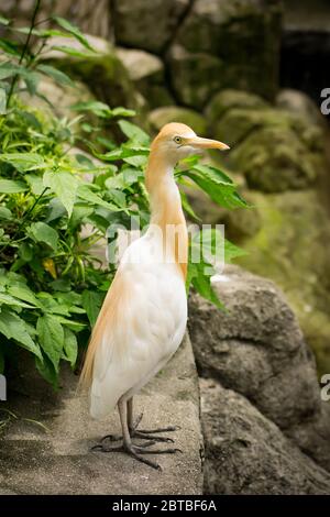 Ein Rinderreiher (bubulcus Ibis) im Kuala Lumpur Bird Park. Stockfoto