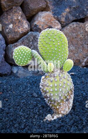 Opuntia microdasys (auch bekannt als Engelsflügel, Hasenohrkaktus, Hasen-Kaktus oder Polka-Punkt-Kaktus) wächst auf vulkanischem Gestein auf Lanzarote. Stockfoto