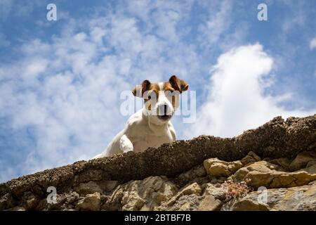Ein kleiner Hund schaut von einer Steinmauer auf dich herab. Stockfoto