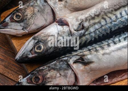 Nahaufnahme von 3 frischen Makrelenfischen Stockfoto