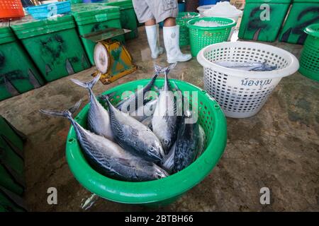 Frischer Thunfisch im Fischerdorf Sai Noi in der Nähe der Stadt Pranburi auf dem Golf von Thailand südlich der Stadt Hua hin in Thailand. Thailand, Stockfoto