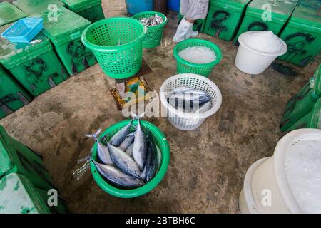 Frischer Thunfisch im Fischerdorf Sai Noi in der Nähe der Stadt Pranburi auf dem Golf von Thailand südlich der Stadt Hua hin in Thailand. Thailand, Stockfoto