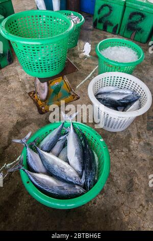 Frischer Thunfisch im Fischerdorf Sai Noi in der Nähe der Stadt Pranburi auf dem Golf von Thailand südlich der Stadt Hua hin in Thailand. Thailand, Stockfoto