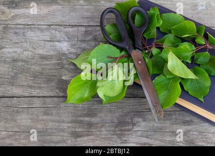 Gartenschere, altes Buch und grüner Zweig auf rustikalem Hintergrund. Gartenarbeit. Freier Speicherplatz. Stockfoto