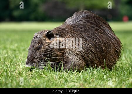 Nahaufnahme von Nutria (Myocastor coypus), einem invasiven und aquatischen Nager, Rastatt, Deutschland Stockfoto