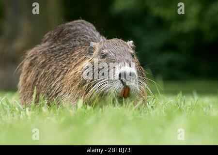 Nahaufnahme der Nutria-Flussratte (Myocastor coypus) im Gras mit ihren großen orangen Zähnen Stockfoto