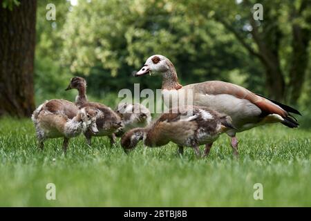 Ägyptische Gänsefamilie mit niedlichen Gänsen (Alopochen aegyptiaca) fressen Gras auf der Wiese in Rastatt Stockfoto