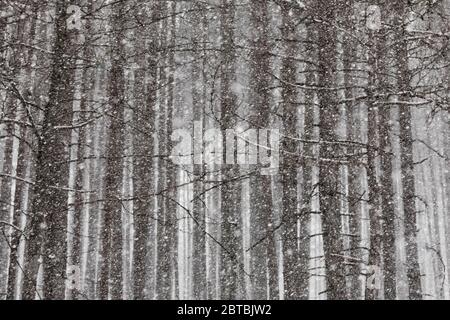 Schneeflocken, die während eines Schneesturms im April in der Mitte von Michigan, USA, in einer Red Pine, Pinus resinosa, Plantage stark fallen Stockfoto