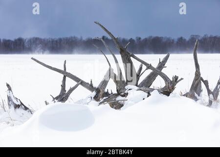 Alter Zaun aus Eastern White Pine, Pinus Strobus, Baumstümpfen, angrenzend an ein Farmfeld während eines Schneesturms im April in Zentral Michigan, USA Stockfoto