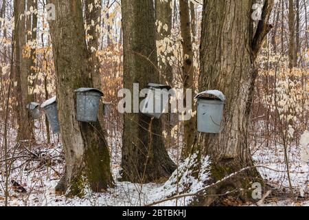 Sammeln von Zuckerahorn, Acer saccharum, sap in traditionellen verzinkten Eimern auf einem Amish-eigenen Holzlot, wo American Beech, Fagus grandifolia, Baum Stockfoto