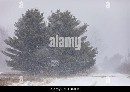 Schnee fällt schwer auf offenen Eastern White Pines, Pinus Strobus, während eines Schneesturms im April in Zentral Michigan, USA Stockfoto