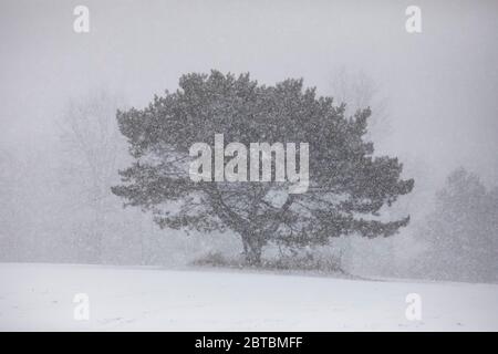 Schnee fällt schwer auf einer östlichen weißen Kiefer, Pinus Strobus, Baum während eines April Schneesturm in Zentral-Michigan, USA Stockfoto