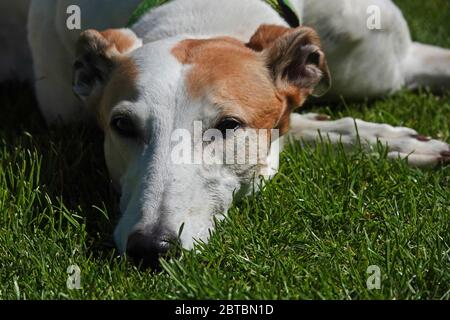 Greyhound ruht auf Gras in der Sonne mit Nahaufnahme des Kopfes Stockfoto