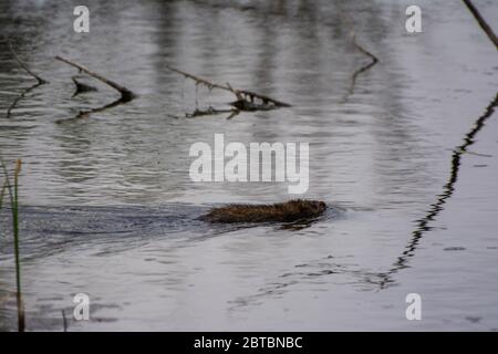Nordamerikanischer Biber (Castor canadensis) aus Arapahoe County, Colorado, USA. Stockfoto