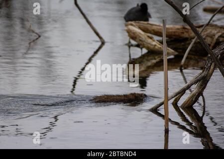 Nordamerikanischer Biber (Castor canadensis) aus Arapahoe County, Colorado, USA. Stockfoto