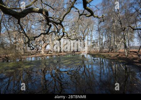 Einen einsamen Wald Pool an Rowbarrow im New Forest, Hampshire, Großbritannien Stockfoto