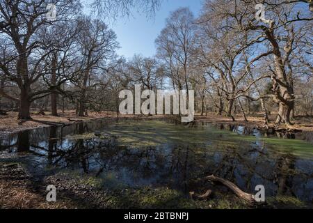 Einen einsamen Wald Pool an Rowbarrow im New Forest, Hampshire, Großbritannien Stockfoto