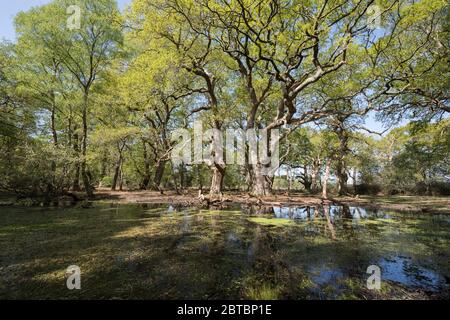 Einen einsamen Wald Pool an Rowbarrow im New Forest, Hampshire, Großbritannien Stockfoto