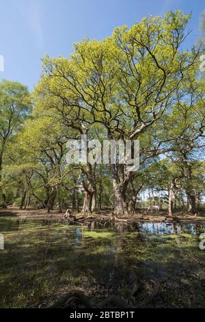 Einen einsamen Wald Pool an Rowbarrow im New Forest, Hampshire, Großbritannien Stockfoto