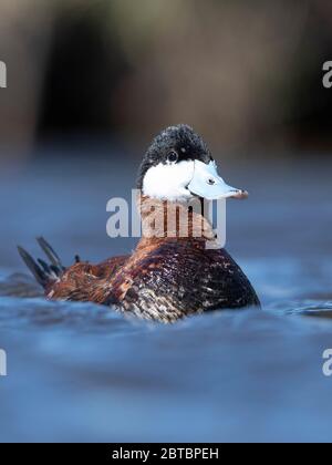 Ruddy Ducks im Frühjahr auf einem Feuchtgebiet in Minnesota Stockfoto