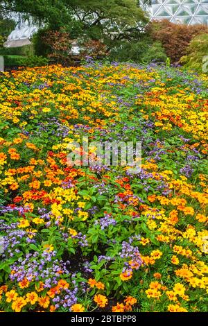 Gartenszene von Bloedel Conservatory Dome in den Queen Elizabeth Park Gardens in Vancouver, British Columbia, Kanada. Stockfoto