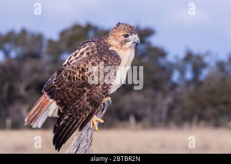 Rotschwanzhack, Buteo jamaicensis, von der Organisation "Last Chance Forever - The Bird of Prey Conservancy" in Zentral-Texas. Stockfoto