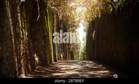 Langer schmaler Weg oder Tunnel zwischen hohen Felsen im Wald. Pico del Ingles, Teneriffa, Spanien Stockfoto