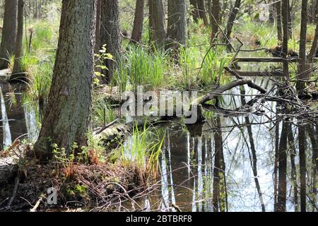 Ein Erlenwald am Briesebach nördlich von Berlin. Die Briese ist ein kleiner Nebenfluss der Havel. Stockfoto