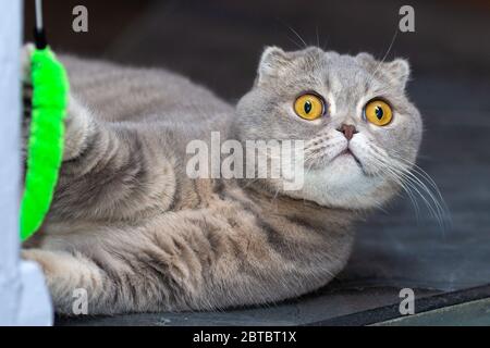 Eine graue Katze spielt mit einem Spielzeug, das auf dem Boden liegt. Stockfoto