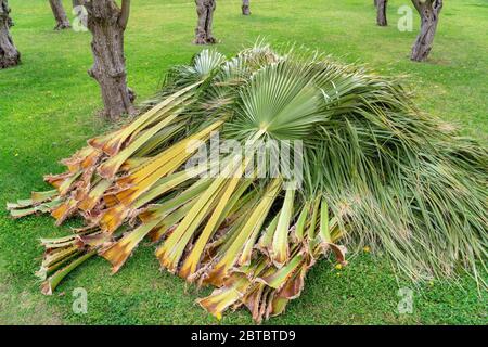 Palmenzweige Blätter von einem Gärtner, Reinigung und Schneiden von Palmen geschnitten. Auf einer grasbewachsenen Wiese liegend. Stockfoto