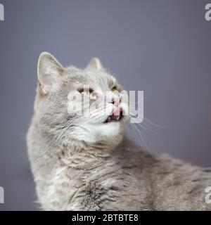 Die graue Katze schielte und leckte und schaute nach oben. Stockfoto