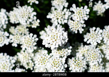 Zarte weiße Blüten einer Kerzenblume (Iberis sempervirens) in einem Glebe-Garten, Ottawa, Ontario, Kanada. Stockfoto