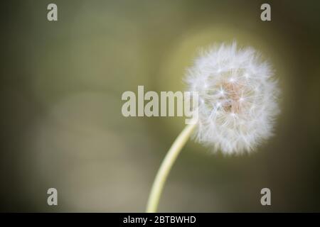 Samenkopf der Löwenzahn-Blume am Ende des biologischen Zyklus Stockfoto