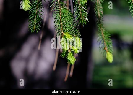 Junge Fichte (Picea) Spitzen im Frühjahr Sonnenschein sieht besonders weich und grün. Essbar, anscheinend. Ottawa, Ontario, Kanada. Stockfoto