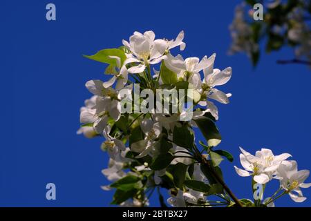 Schöne weiße Blüte des Krabbenapfels (Malus) Baum gegen einen strahlend blauen Himmel. Ottawa, Ontario, Kanada. Stockfoto