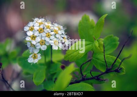 Makro-Foto von Natur blühenden Busch Spiraea. Hintergrund Textur eines Busches mit blühenden weißen Blüten von Spirea. Stockfoto
