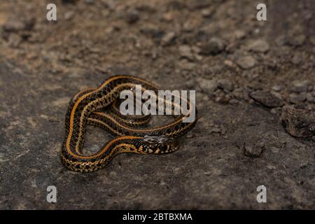 Ein jugendlicher Plains Gartersnake (Thamnophis Radix) von Jefferson County, Colorado, USA. Stockfoto