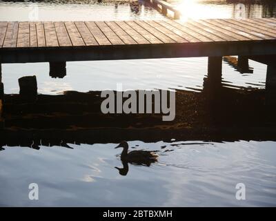 Eine Ente, die im Sonnenuntergang auf einem wunderschönen See schwimmend Stockfoto