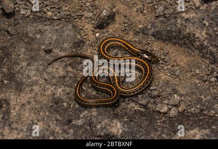 Ein jugendlicher Plains Gartersnake (Thamnophis Radix) von Jefferson County, Colorado, USA. Stockfoto