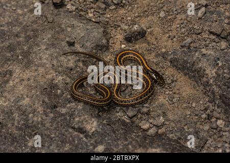 Ein jugendlicher Plains Gartersnake (Thamnophis Radix) von Jefferson County, Colorado, USA. Stockfoto