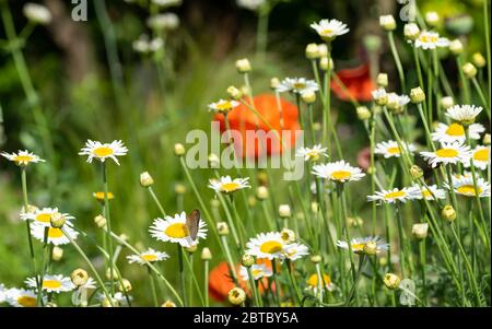 Rote Mohnblume in der Nähe von weißen Gänseblümchen aus nächster Nähe Stockfoto